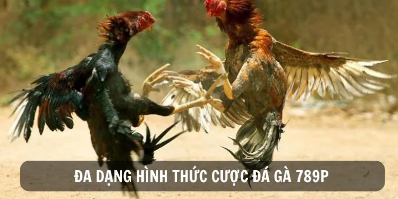 Đa dạng bộ môn đá gà tại nhà cái 789pros.com