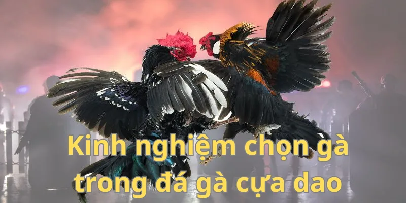 Việc chọn gà chọi không hề đơn giản