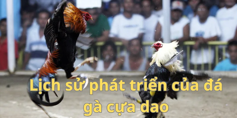 Đá gà cựa dao có lịch sử hình thành lâu đời