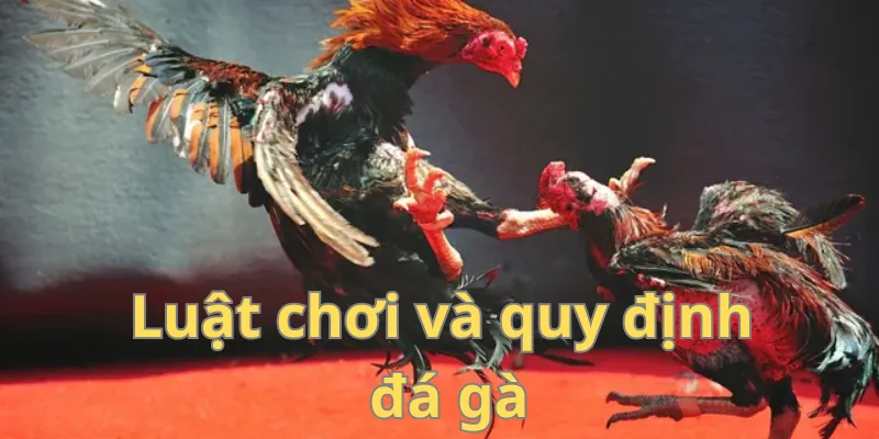 Nắm chắc luật chơi đá gà để thắng chắc trận đấu
