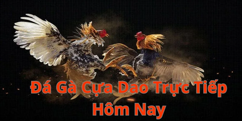 Đá Gà Cựa Dao Trực Tiếp Hôm Nay: Kết Quả & Chiến Thuật